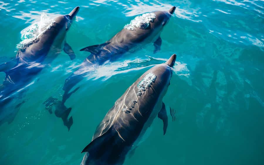 Khasab: Dolphin Watching Day Tour with Snorkeling & Lunch - Searching for dolphins in the open fjord