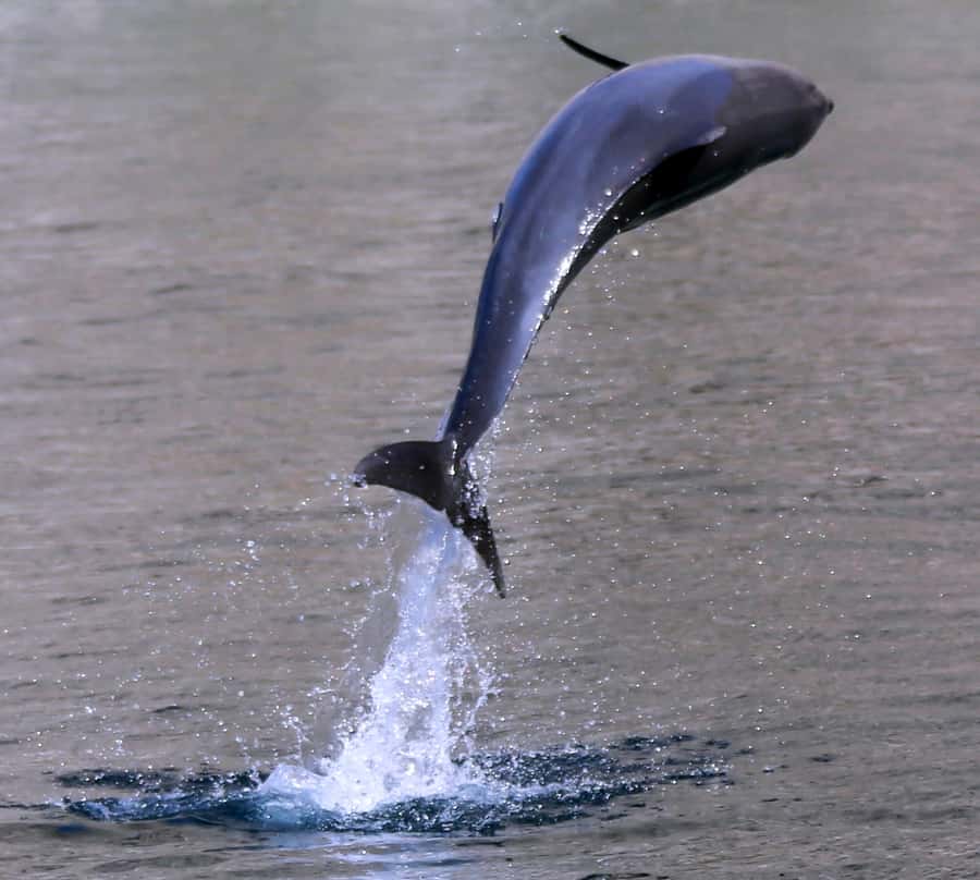 Khasab: Half-Day Dhow Cruise with Dolphin Watching - Who Will Enjoy This Boat Trip Most