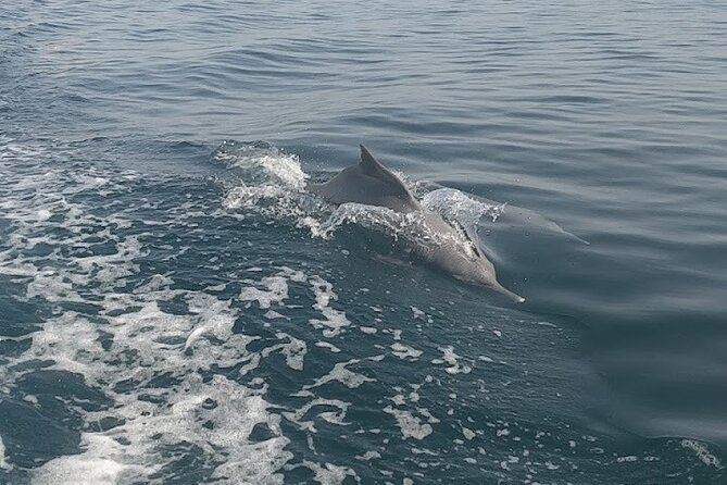 Khasab Musandam Full Day dhow cruise with lunch and Snorkeling - How the crew shapes the day