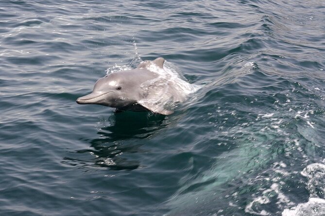 Khasab Musandam Half Day Dhow Cruise and Snorkeling Trip - Timing, comfort, and what to bring