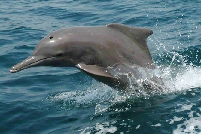 Khasab Musandam Half Day Dhow Cruise and Snorkeling Trip - Nadifi, Qanah, and Maqlab along the fjords