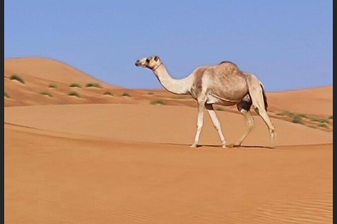 Luxury Overnight Desert Safari in Salalah - Dune bashing before sunset