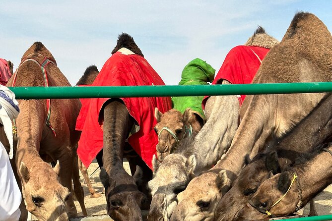 Luxury Overnight Desert Safari in Salalah - A private Arabic tent for the overnight stay
