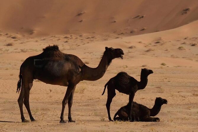 Luxury Overnight Desert Safari in Salalah - Sunrise, coffee, and a simple Omani breakfast