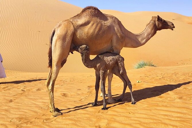 Luxury Overnight Desert Safari in Salalah - What the $250 price really covers