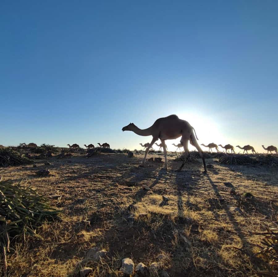 Luxury Overnight Desert Safari in Salalah - Sunrise before breakfast and the morning departure