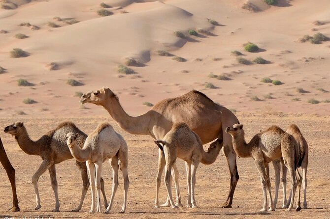 Luxury Sunset Desert Safari - What to pack for seven hours in the desert