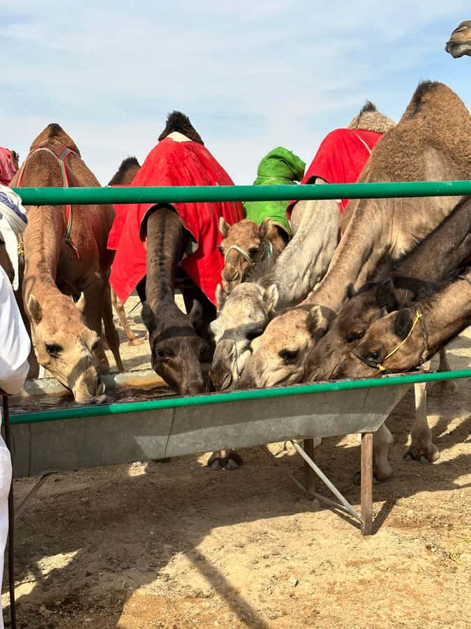 Luxury Sunset Desert Safari at Salalah Empty Quarter - The return trip and optional camel meat meal