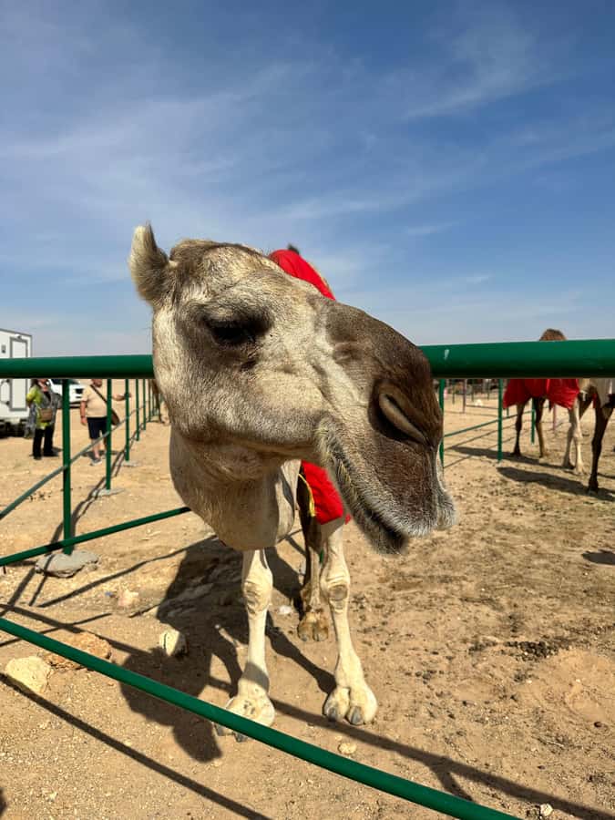 Luxury Sunset Desert Safari at Salalah Empty Quarter - What $138 buys you in practical terms