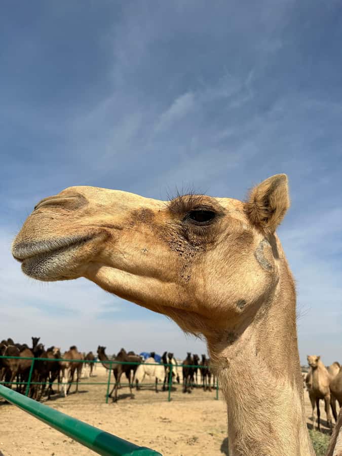 Luxury Sunset Desert Safari at Salalah Empty Quarter - Who will enjoy this desert day most