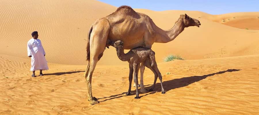 Magical Desert Safari By Land Cruise in Empty Quarter - Key points worth knowing