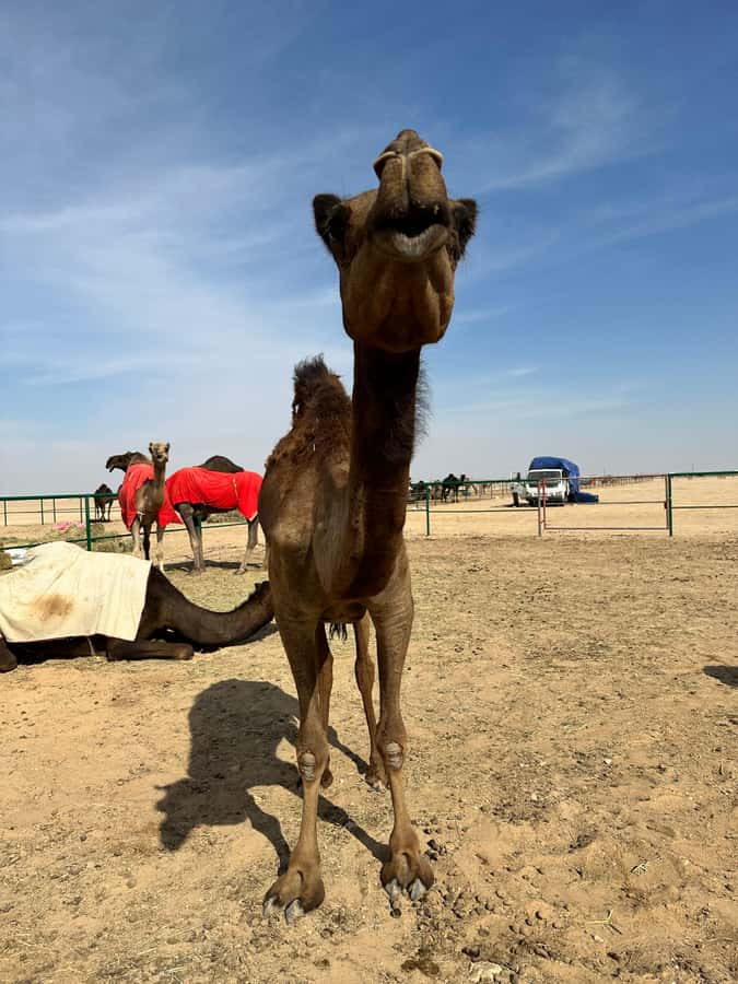 Magical Desert Safari By Land Cruise in Empty Quarter - Ubar, the Atlantis of the Sand