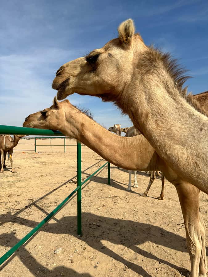 Magical Desert Safari By Land Cruise in Empty Quarter - Black camels in the Arabian desert