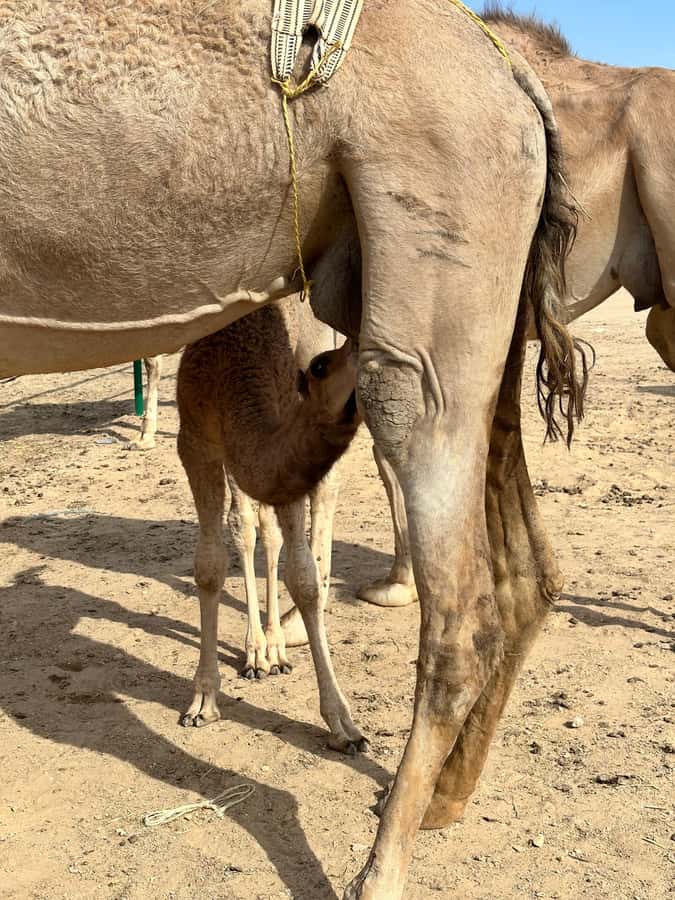 Magical Desert Safari By Land Cruise in Empty Quarter - Sand bashing with an Omani driver