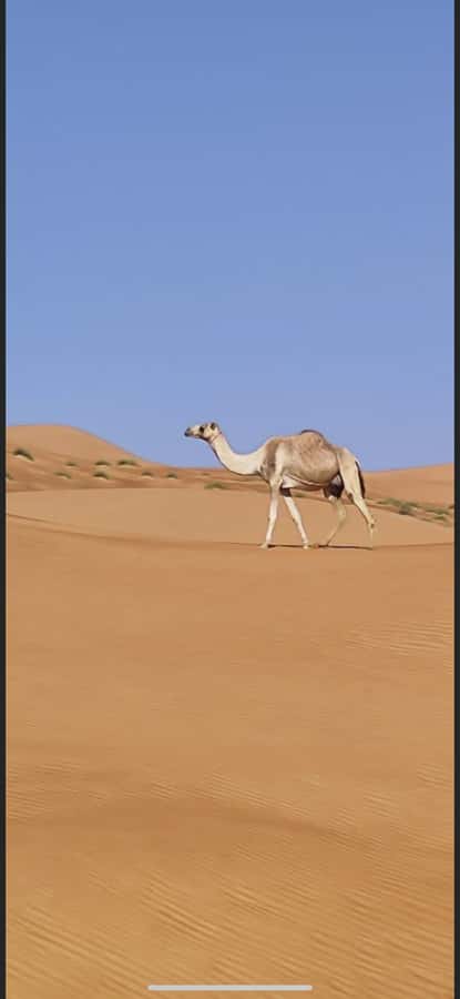 Magical Desert Safari By Land Cruise in Empty Quarter - The Empty Quarter at sunset