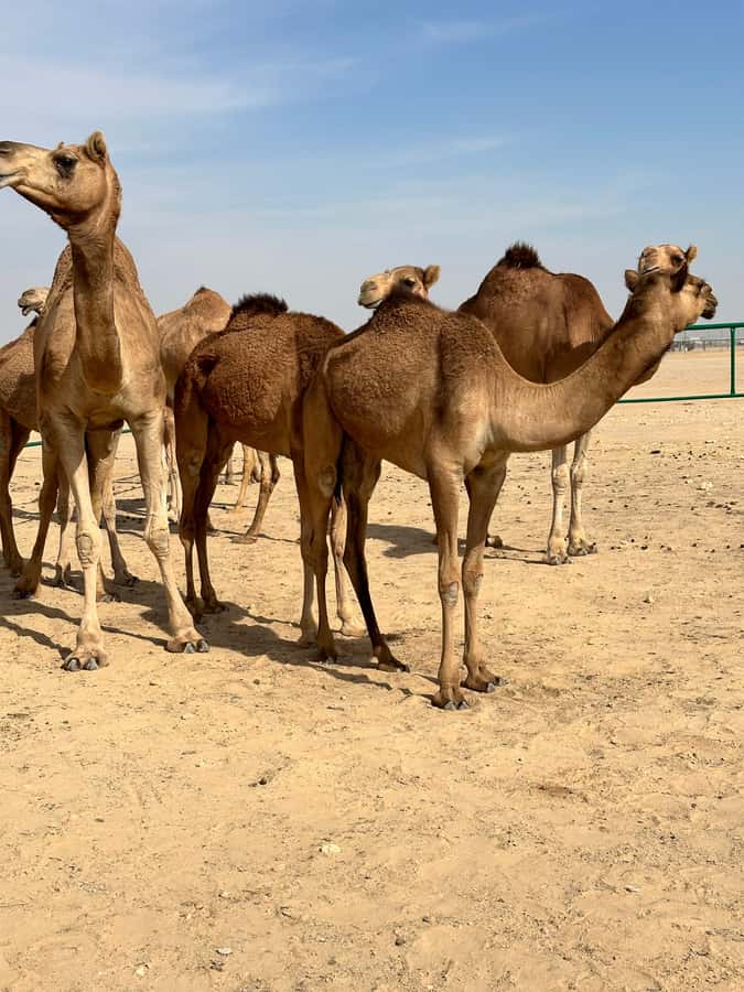 Magical Desert Safari By Land Cruise in Empty Quarter - Who will enjoy this day most