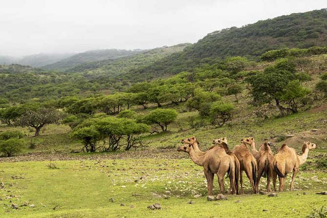 Mountain Safari, Camels, waterfalls & lunch (Group Tour) - Tawi Ateer and Teeq Cave, two mountain oddities
