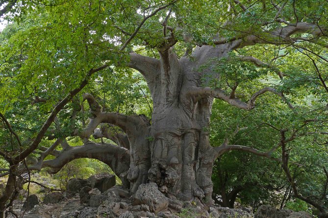Mountain Tour - Darbat falls, Jebel Samhan, sinkholes, baobabs - Hinae Valley and the baobab forest