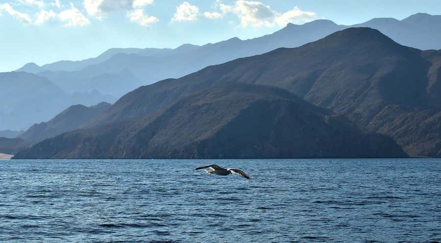 Musandam Khasab Full-Day Cruise with Transfers & Lunch - Should you book this Musandam day cruise?