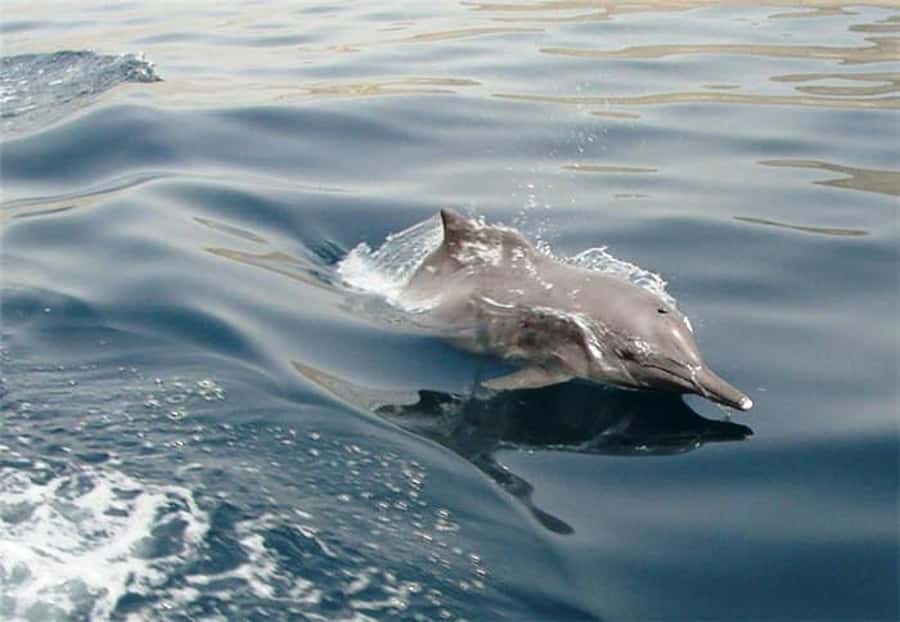 Musandam Khasab Full-Day Cruise with Transfers & Lunch - The 6:30 pickup and UAE-Oman crossing