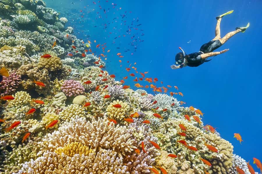 Muscat: 4-Hour Snorkeling Tour with Dolphin watching - Three hours off Muscat’s coast