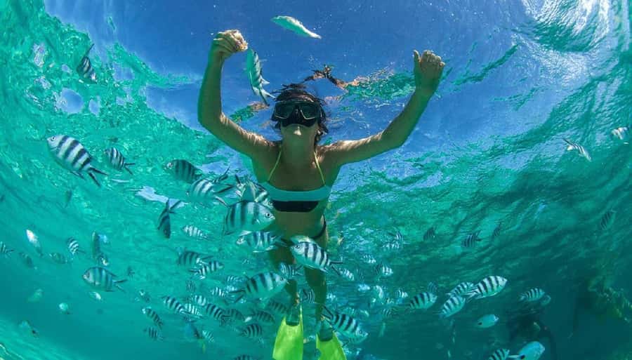Muscat: 4-Hour Snorkeling Tour with Dolphin watching - Turtles, fish, and the chance of dolphins