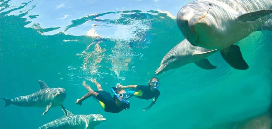 Muscat: 4-Hour Snorkeling Tour with Dolphin watching - The guide and level of organization