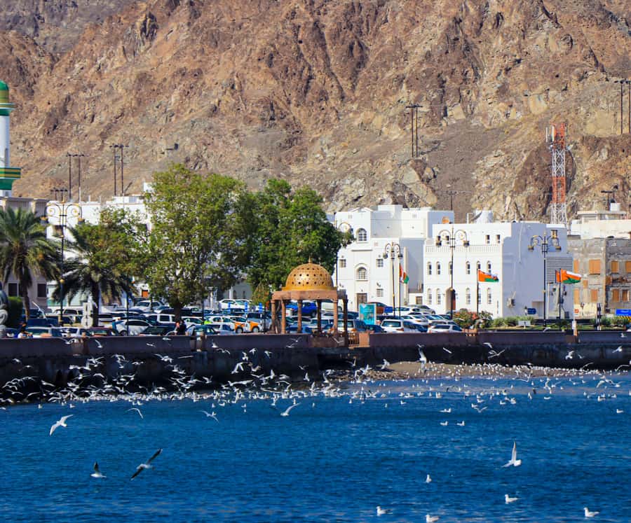Muscat: Budget Friendly City Tour - Al Alam Palace and the two forts of Old Muscat