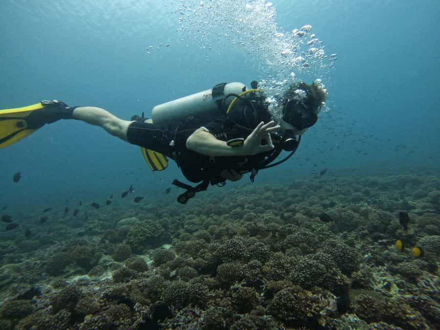 Muscat: Daymaniat Islands Scuba Diving for Beginners - Key points to know before you book