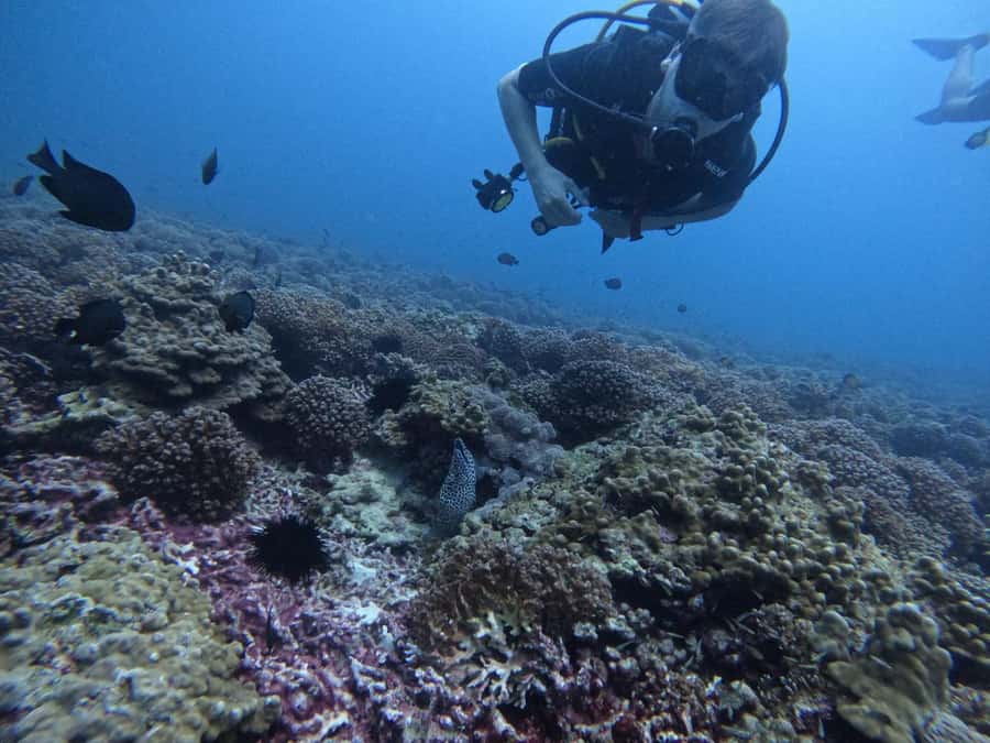 Muscat: Daymaniat Islands Scuba Diving for Beginners - Learning the basics before entering the water