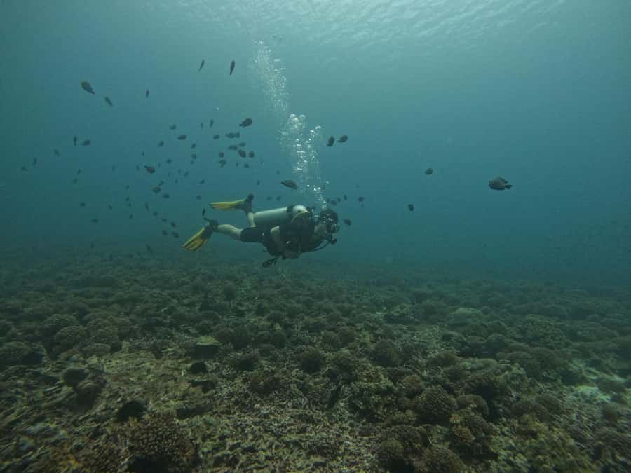 Muscat: Daymaniat Islands Scuba Diving for Beginners - Food, drinks, and the return to Muscat