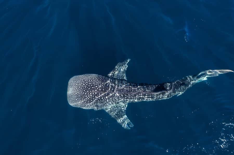 Muscat: Daymaniat Islands Snorkeling Tour with Refreshments - Why the Daymaniat Islands are worth the trip