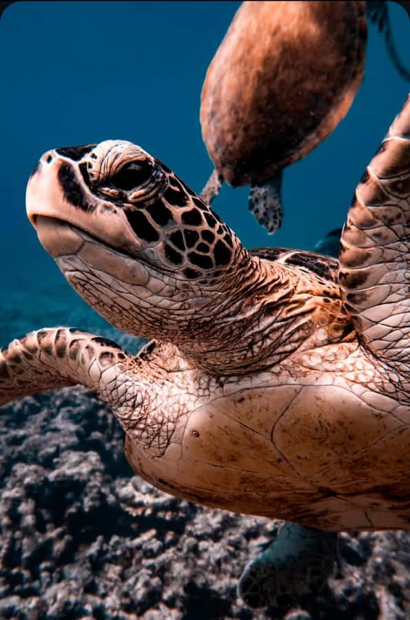 Muscat: Daymaniat Islands Snorkeling Tour with Refreshments - The first snorkeling site and the turtle encounter
