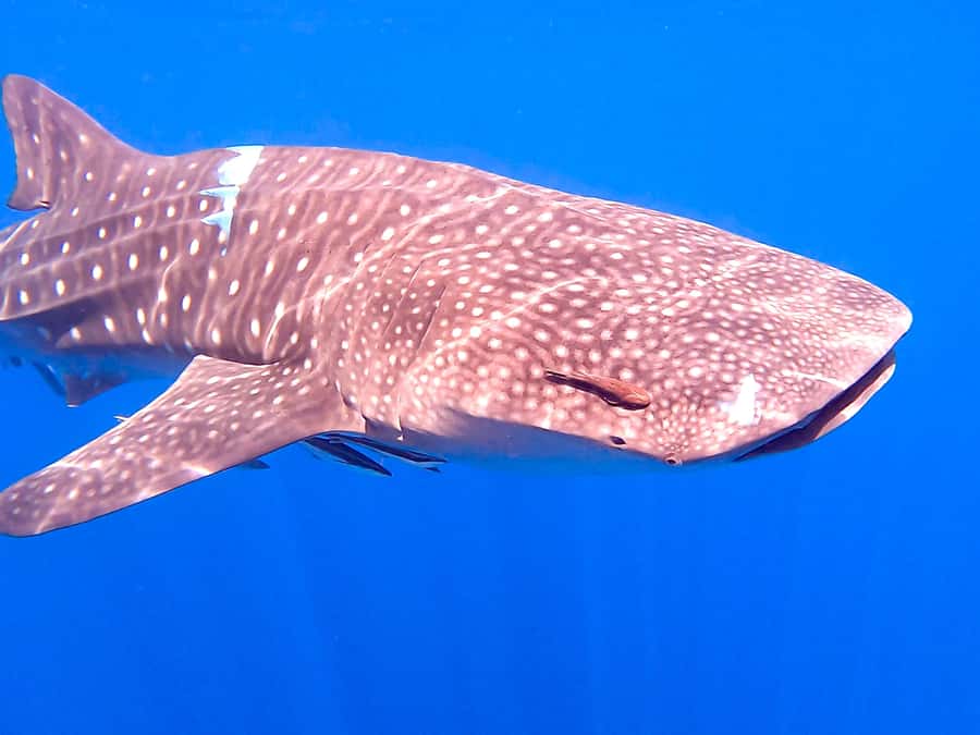 Muscat: Daymaniat Islands Snorkeling Tour with Refreshments - The second site brings coral, rays and possible sharks