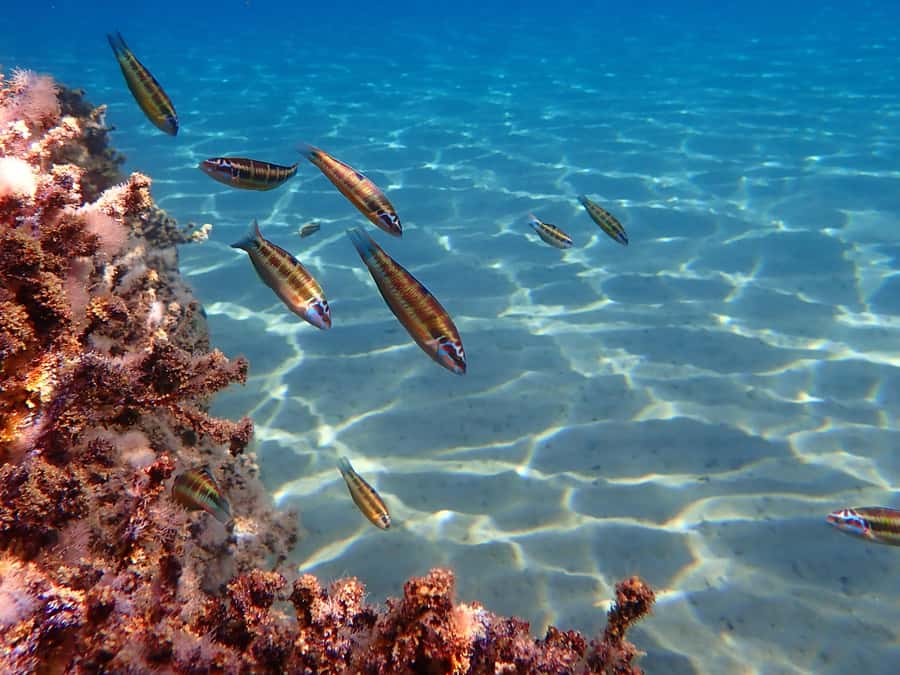Muscat: Daymaniat Islands Snorkeling Tour with Refreshments - Food, drinks and what comes with the $72 price