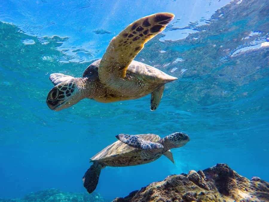 Muscat: Daymaniat Islands Snorkeling Tour with Refreshments - Who will enjoy this trip most