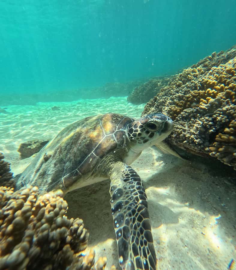 Muscat: Daymaniat Islands Snorkeling Tour with Refreshments - Practical timing and small things that matter