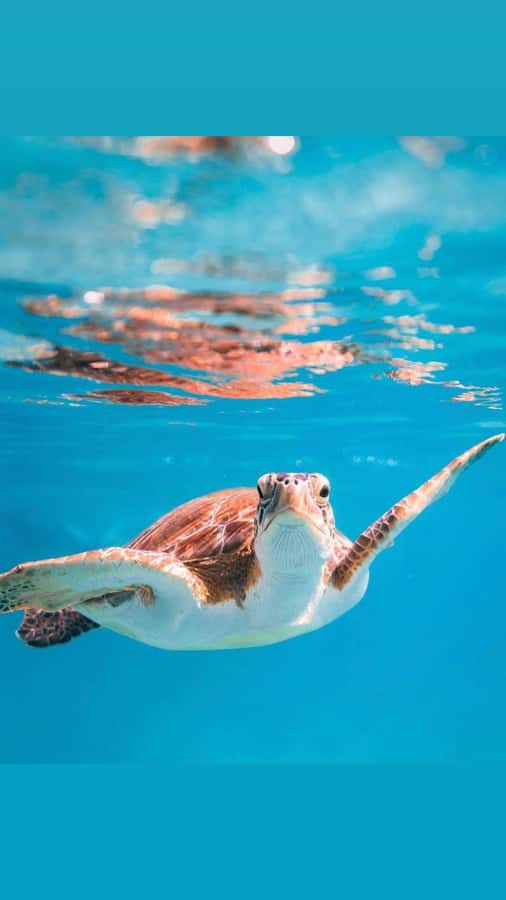Muscat: Daymaniat Islands Snorkeling Trip with Brunch - What you see below the surface