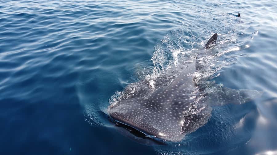 Muscat: Daymaniat Islands Tour - From Seeb Port to the Daymaniat Islands