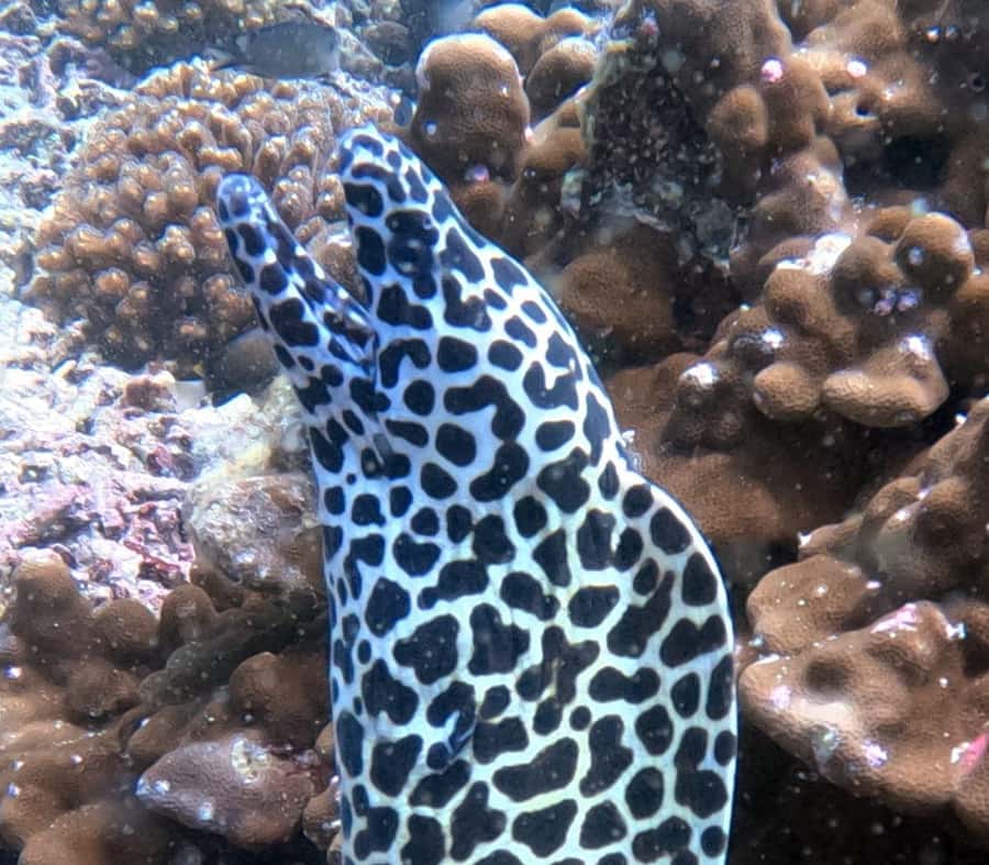 Muscat: Daymaniat Islands Try Scuba Diving - Key points to know before booking