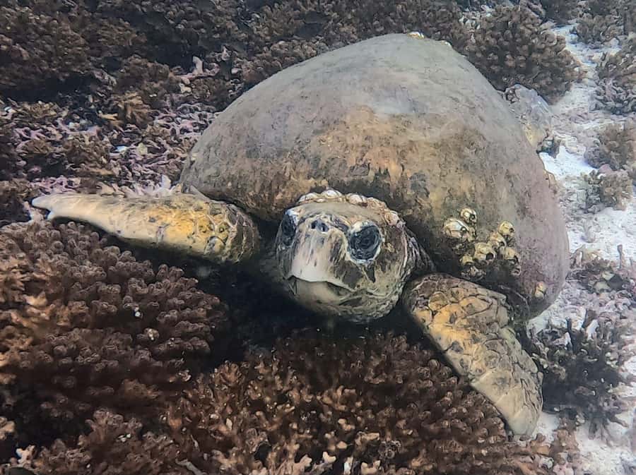 Muscat: Daymaniat Islands Try Scuba Diving - Booking flexibility and practical details