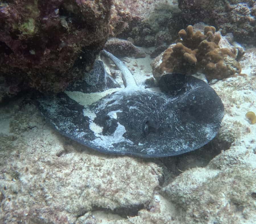 Muscat: Daymaniat Islands Try Scuba Diving - Should you book the Daymaniat Islands scuba trip?