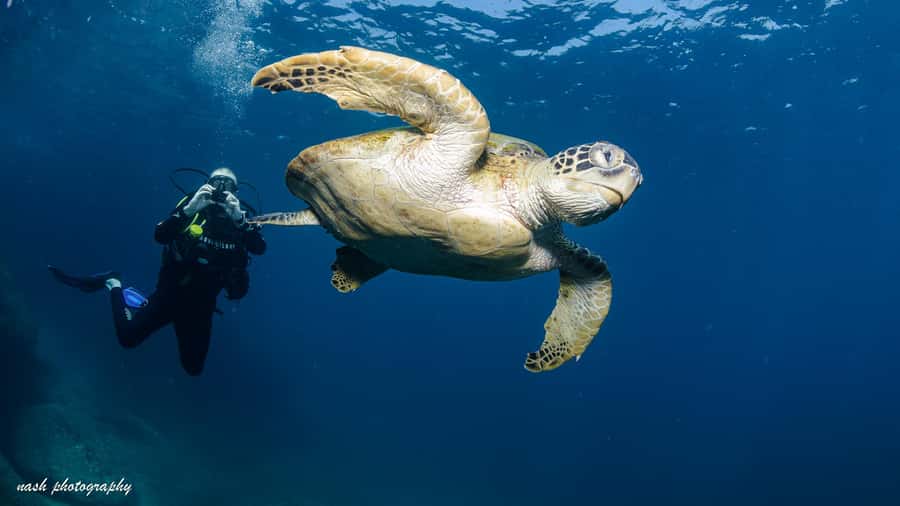 Muscat: Daymaniyat Island Scuba Dive 2 locations + BBQ Lunch - Key points to know before you book