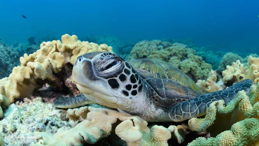 Muscat: Daymaniyat Island Scuba Dive 2 locations + BBQ Lunch - What the $199 price includes