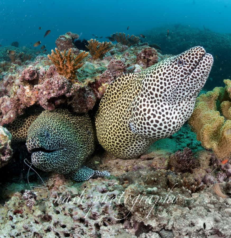 Muscat: Daymaniyat Island Scuba Dive 2 locations + BBQ Lunch - Comfort, facilities, and the small details