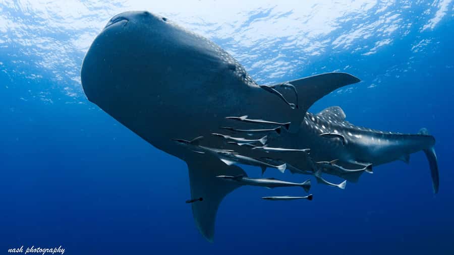 Muscat: Daymaniyat Island Scuba Dive 2 locations + BBQ Lunch - Starting at Al Mouj Marina