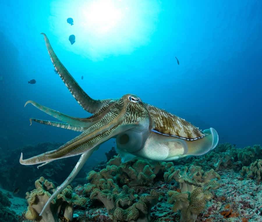 MUSCAT: Daymaniyat Island Snorkeling & Try-Dive + BBQ Lunch - What the Daymaniyat outing is really like