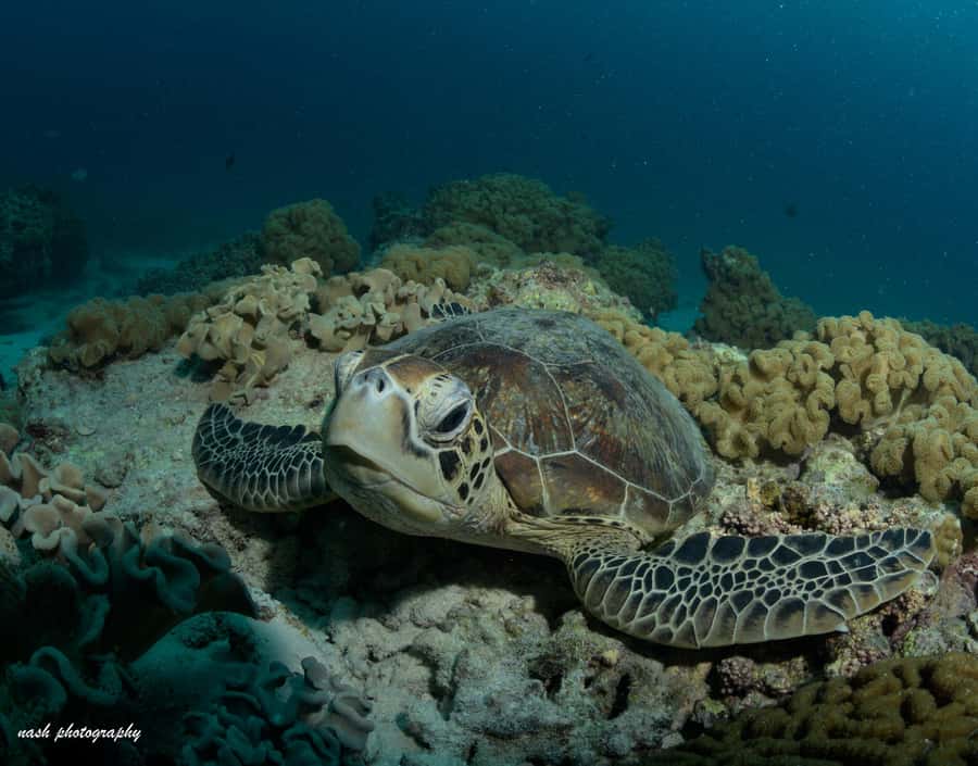 MUSCAT: Daymaniyat Island Snorkeling & Try-Dive + BBQ Lunch - Your first 25 minutes underwater