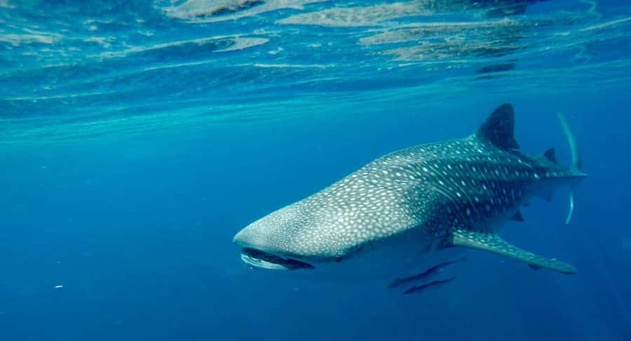 Muscat: Daymaniyat Islands Private Boat Tour with Snorkeling - Key points at a glance