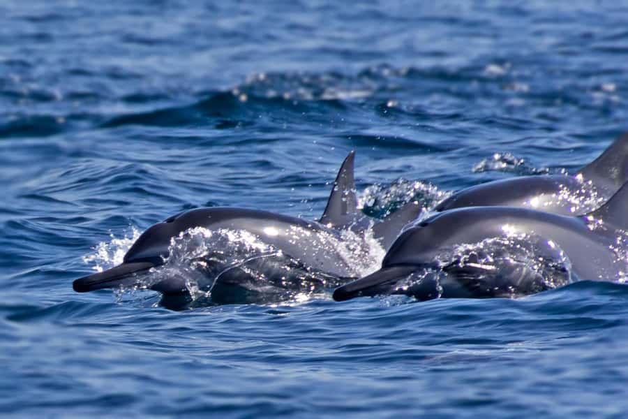 Muscat: Daymaniyat Islands Private Boat Tour with Snorkeling - The return route is part of the sightseeing